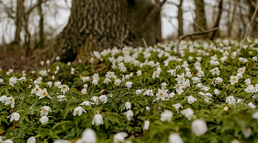 Ättekulla, naturreservat, gravhögar, Råån, Helsingborg, historia, Helsingborgsfotograf, Ättekulla Naturreservat, Länsstyrelsen Skåne, fotograf i Helsingborg, Helsingborgs stad, vitsippor, vårbild